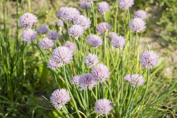 Flower of chives in the garden.