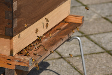 honey bees flying outside of rooftop beehive