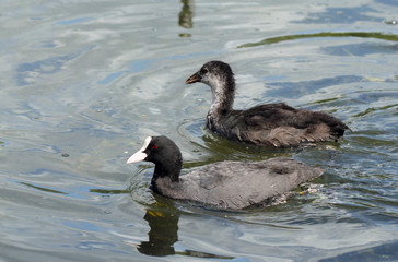 Coot ( fulica atra) with duckling