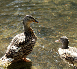 Wild ducks