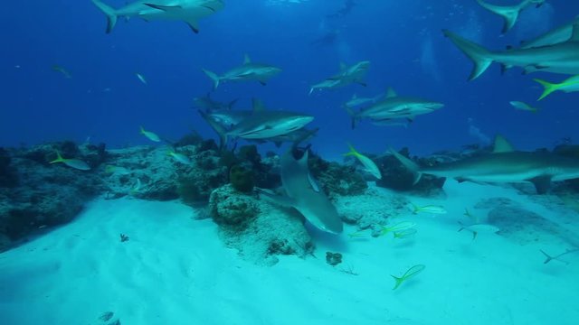 School of sharks swim near coral in Tiger Beach, Bahamas