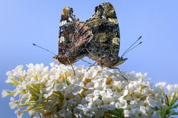 Red Admiral Butterflies Mating