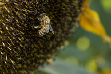 Western honey bee or European honey bee (Apis mellifera)