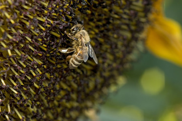 Western honey bee or European honey bee (Apis mellifera)