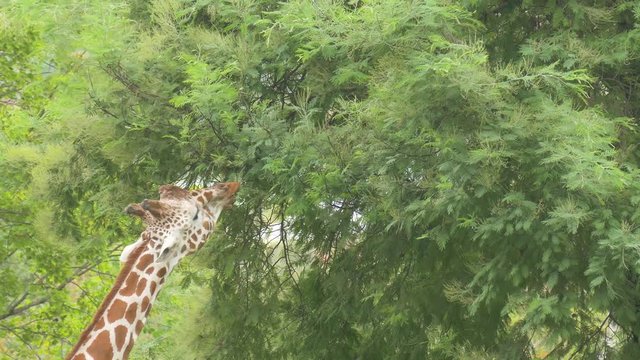 舌を伸ばして木の葉を食べるキリン