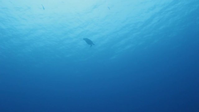 Turtle swims in open water, Indian Ocean