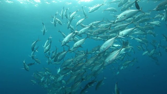 Silver fish school in Pacific Ocean, POV