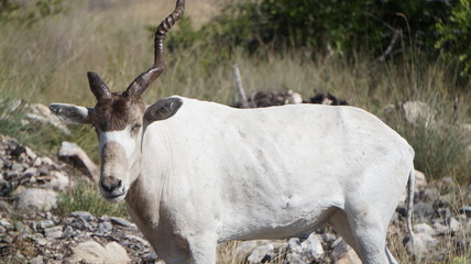 One-Horned Addax