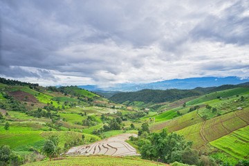 Fototapeta na wymiar beautiful green rice fields with blue sky