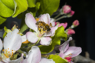 Western honey bee or European honey bee (Apis mellifera)