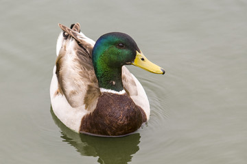 male Mallard (Anas platyrhynchos) duck in Southern California
