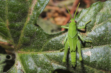 Full-body photo of grasshopper in habitat