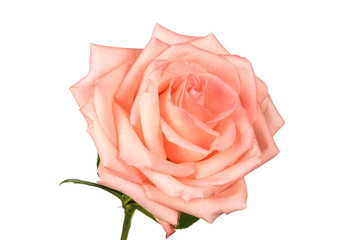 Pink rose isolated on a white background close-up.