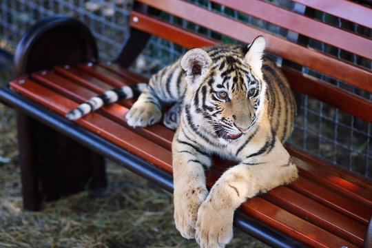 Small tiger in Safari Park Taigan