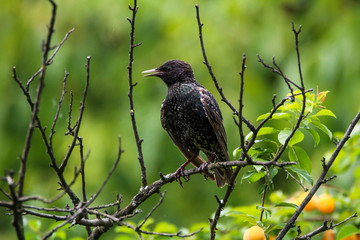 Starling
