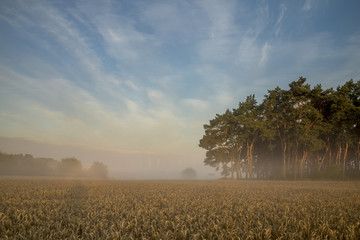 misty morning over the field of ripe wheat