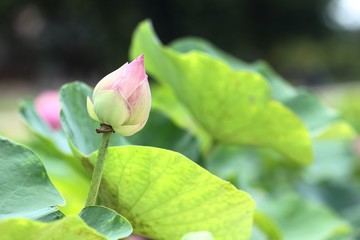 Pink lotus bud