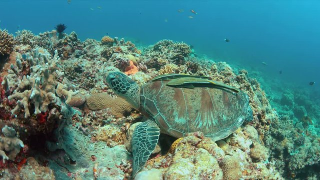 Green Sea turtle with two Sharksuckers on a colorful coral reef. 4k footage
