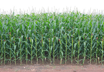 young green corn field in agricultural garden.