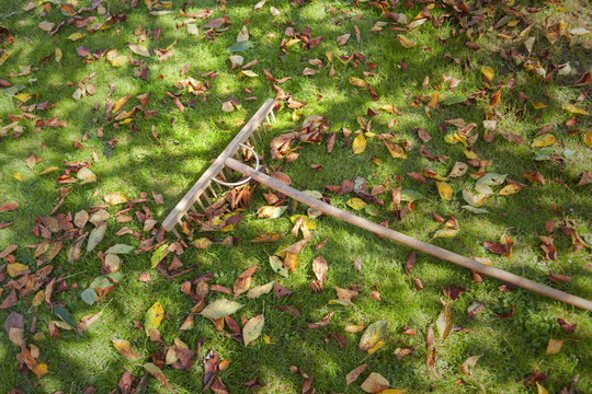 Wooden rake tool and autumn leaves on the grass.