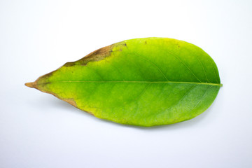 Fototapeta na wymiar Disease Green leaf of star gooseberry