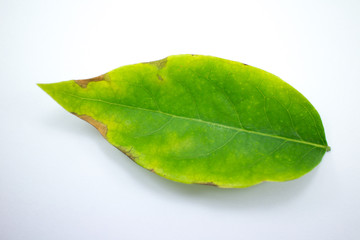 Obraz premium Disease Green leaf of star gooseberry