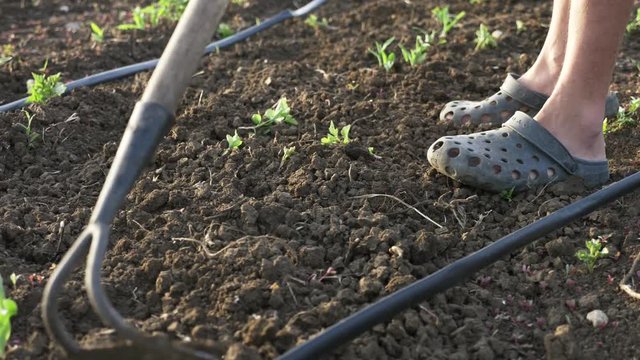 Farmer removes weeds by hoe in corn field with young growth at organick eco farm