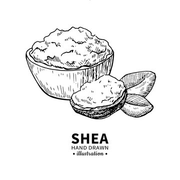 Shea butter vector drawing. Isolated vintage illustration of nuts. Organic  essential oil engraved style sketch. Stock Vector | Adobe Stock