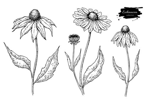 Calendula vector drawing. Isolated medical flower and leaves. Herbal engraved style illustration.