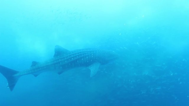 POV, whale shark swims off coast of Malpelo Island