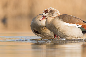 Nilgänse an einem See