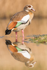 Nilgans an einem See