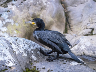 Kormoran (Phalacrocorax carbo) in Neuseeland 