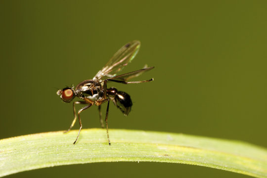 Close-up of Caucasian flies fly-sepsidae Themira putris