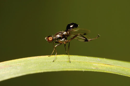Macro black fly fly-Caucasian sepsidae Themira putris