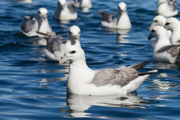 Fototapeta premium Schwimmende Eissturmvögel in Island