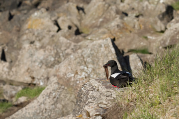 Ruhende Gryllteiste in Island
