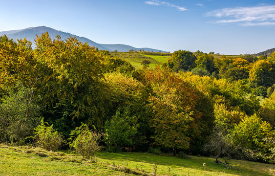 autumnal forest on hills in mountainous countryside