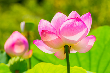 The Lotus Flower.Background is the lotus leaf and lotus flower and tree.Shooting location is  Yokohama, Kanagawa Prefecture Japan.