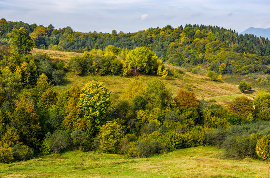 forest on hills in mountainous countryside