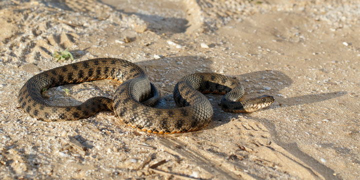 snake, known as Natrix tessellata, crawling on sand in the steppe  near volga river  in the rays of the setting sun