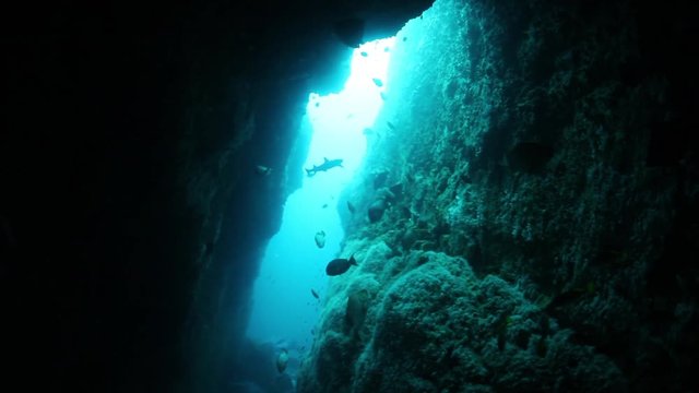 Various fish and sharks swim through cave, Underwater POV
