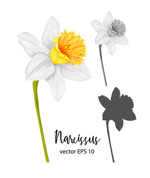vector realistic daffodil narcissus set isolated