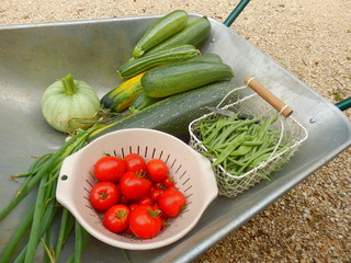 Wheelbarrow full of freshly harvested vegetables from a country garden