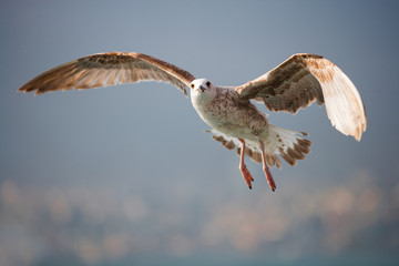 Beautiful Photo Gull in the sky wingspan for publication in magazine or advertisement