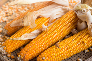 close up yellow dried corn for background, dried corn for popcorn of animal feed.