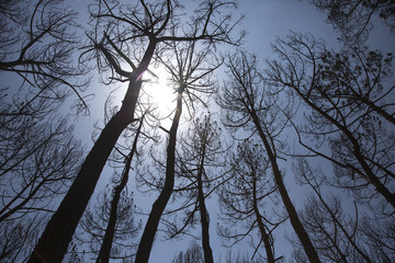 One week long fire destroyed 1800 hectares of vegetation on Mount Vesuvius in July 2017