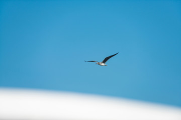 Seagull white bird with soaring in blue summer sky