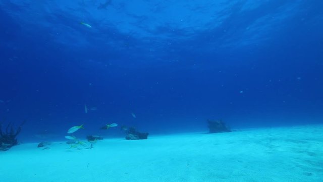 Fish swim with sharks near seabed, POV