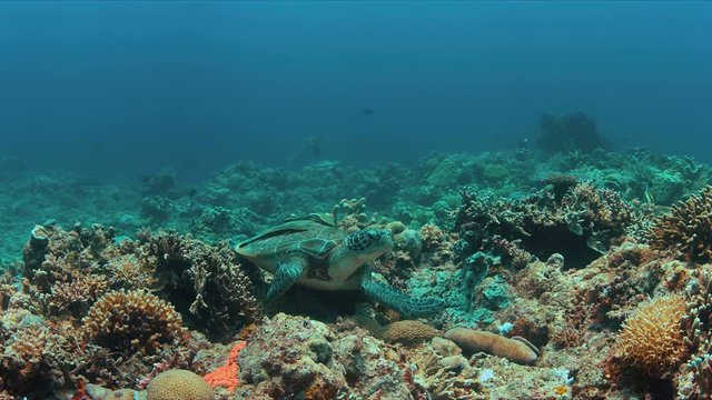 Green Sea turtle with two Sharksuckers on a colorful coral reef. 4k footage